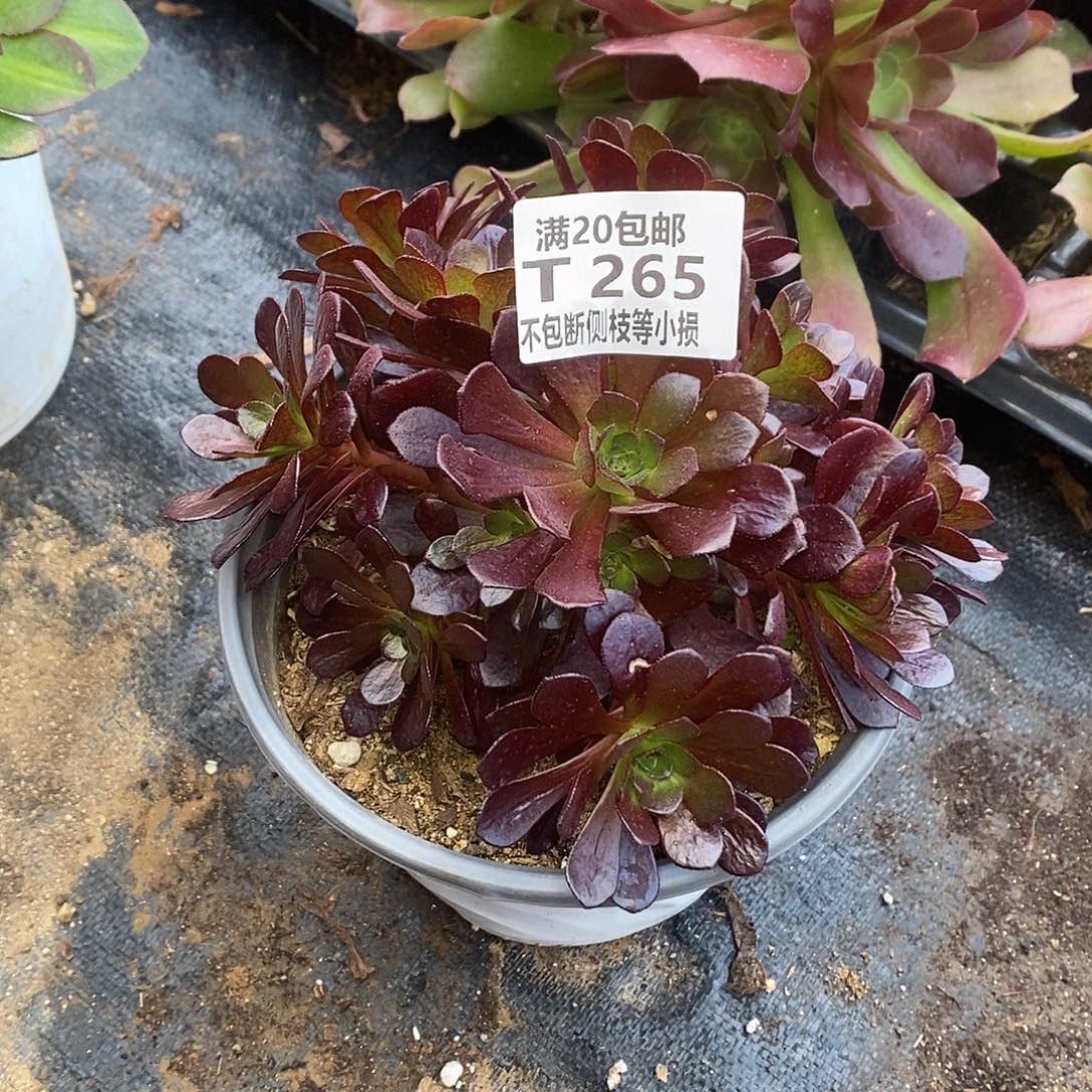 265红茶多肉法师锦