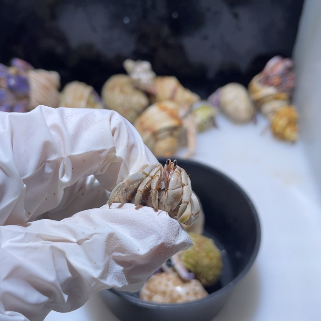 F10 紫陆小豆丁奶蓝色1.0口