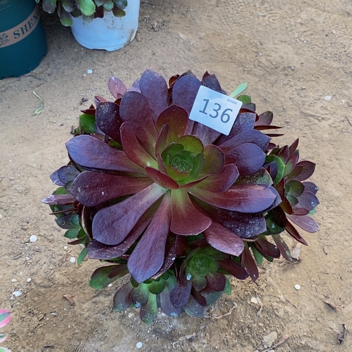 136赤炎链手捧新桩