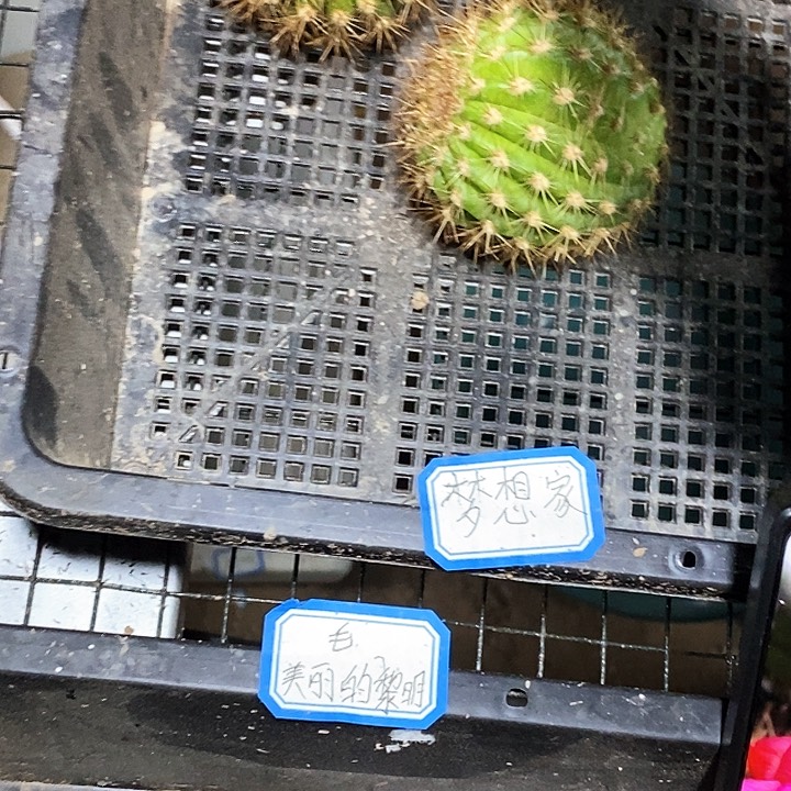 毛 梦想家/侧芽歪20包邮/