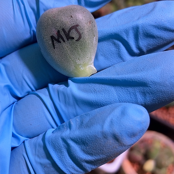 艳***子米可奶美肉多肉植物包邮