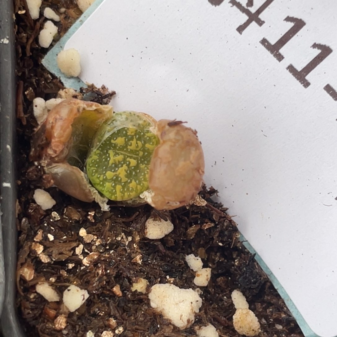 11-122泡泡勋章多肉植物
