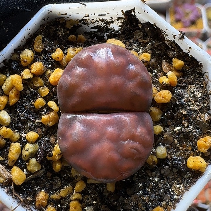 双***楼生石花112111。  371