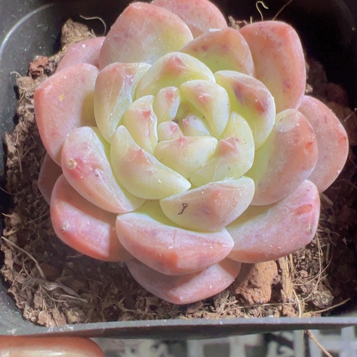 厚梦精品多肉植物