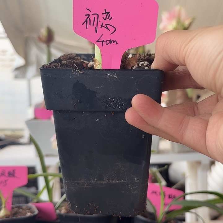 无花朵初恋朱顶红直径4cm