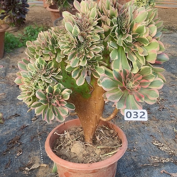 032女神缀化老板子
