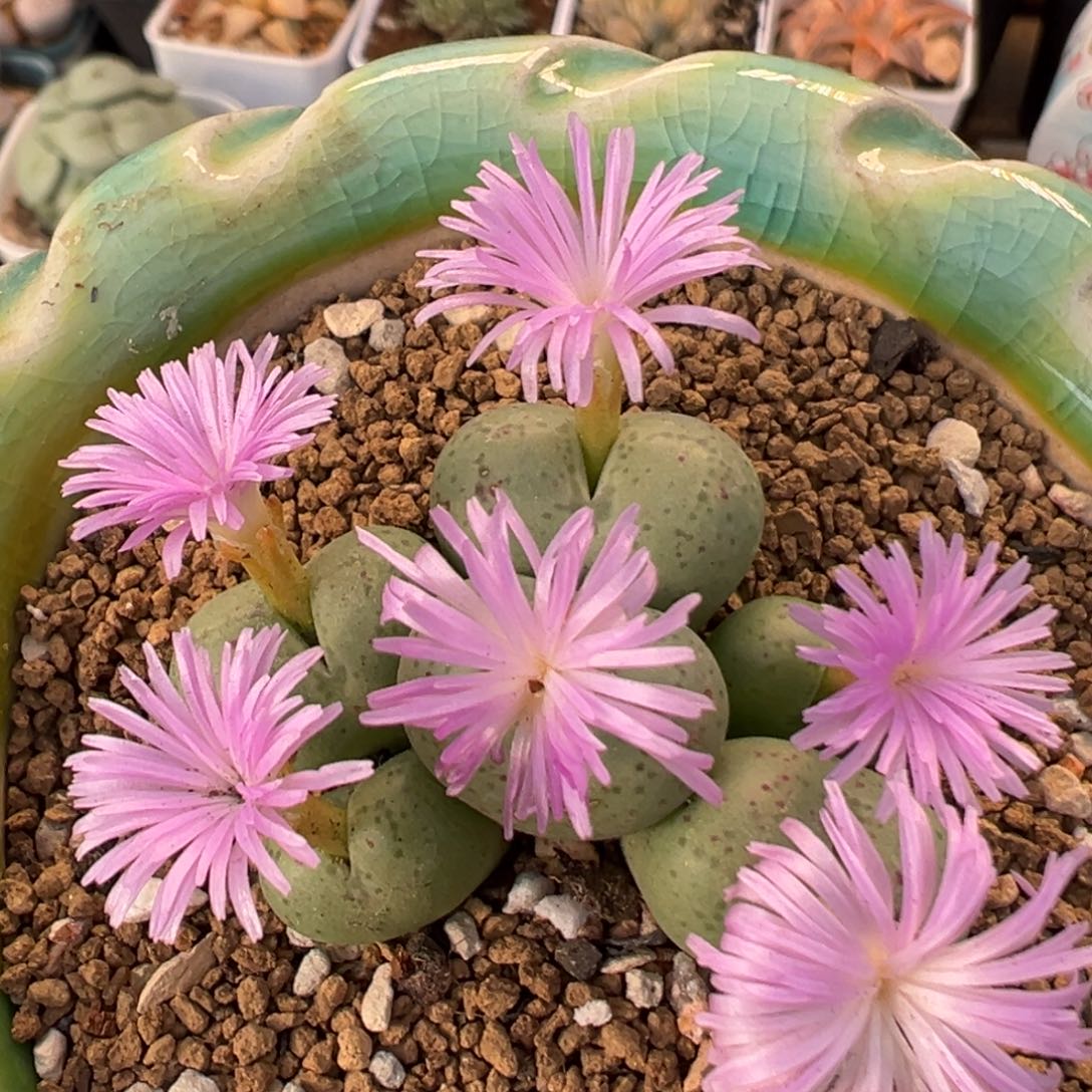 62多肉植物百科植物