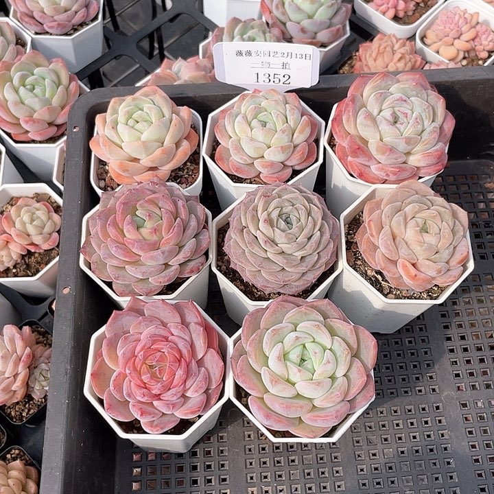 薇薇安园艺多肉1352
