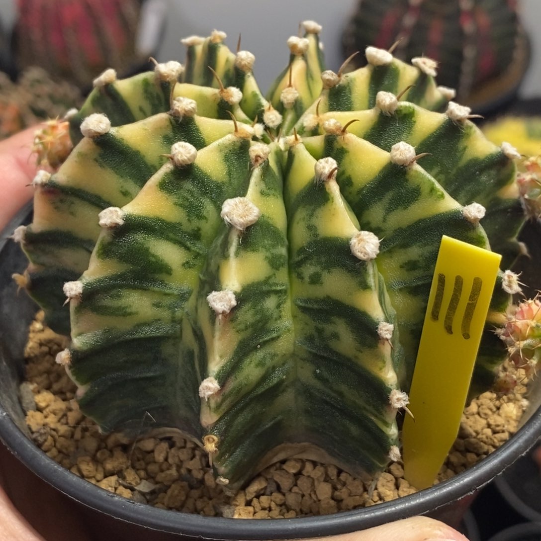 泰系全品肋骨锦—带盆土发货23