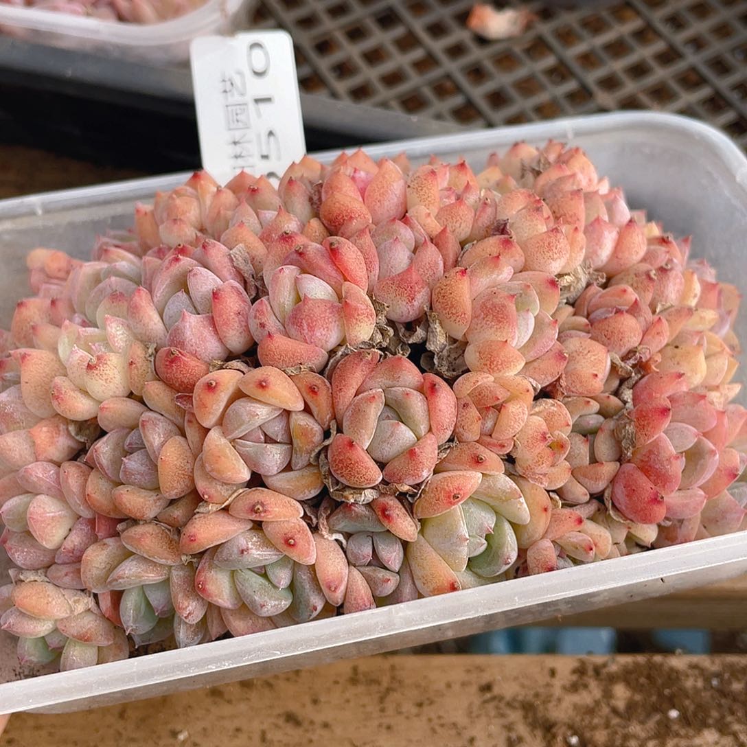 多肉植物多肉植物510