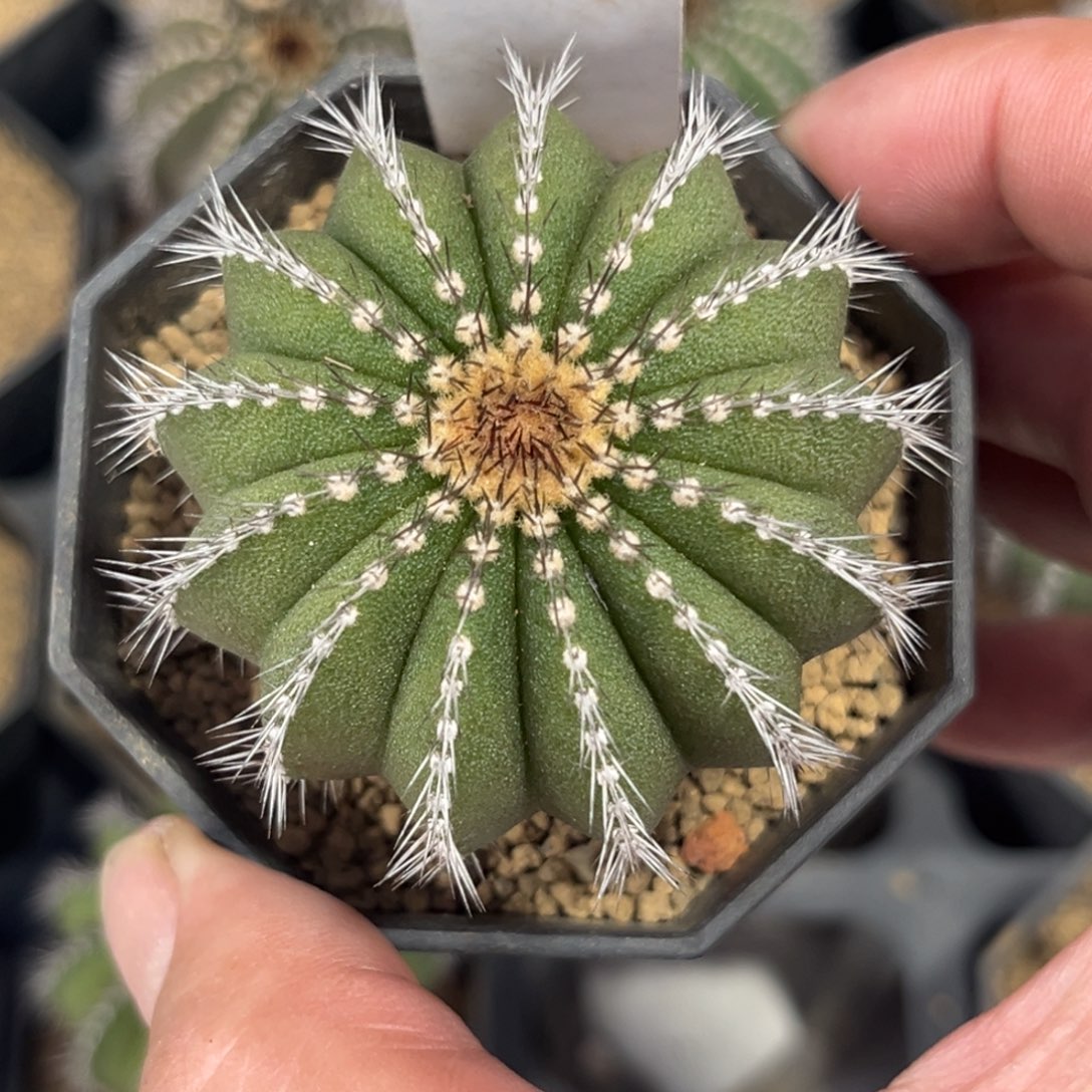 35实生尤伯球带盆带土