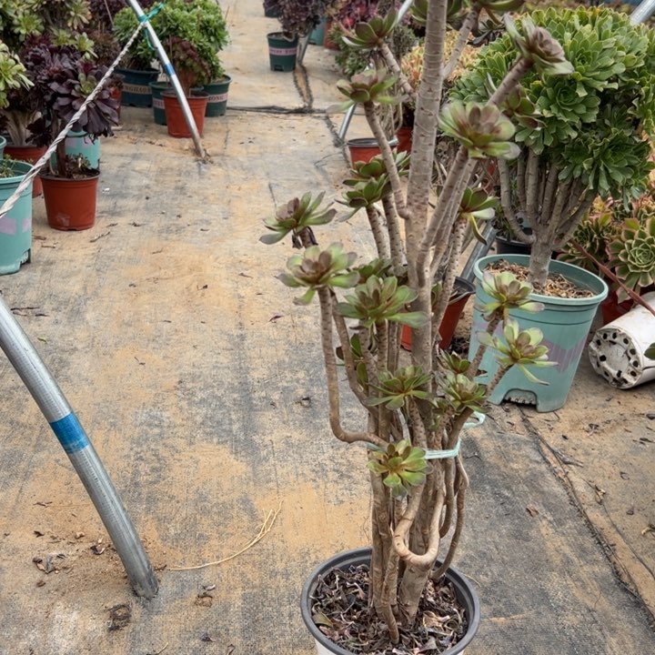 35灰法师多肉多肉多肉