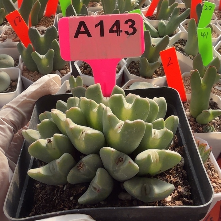 小***子143kjjjjhhhhhhhhhhhhgh 