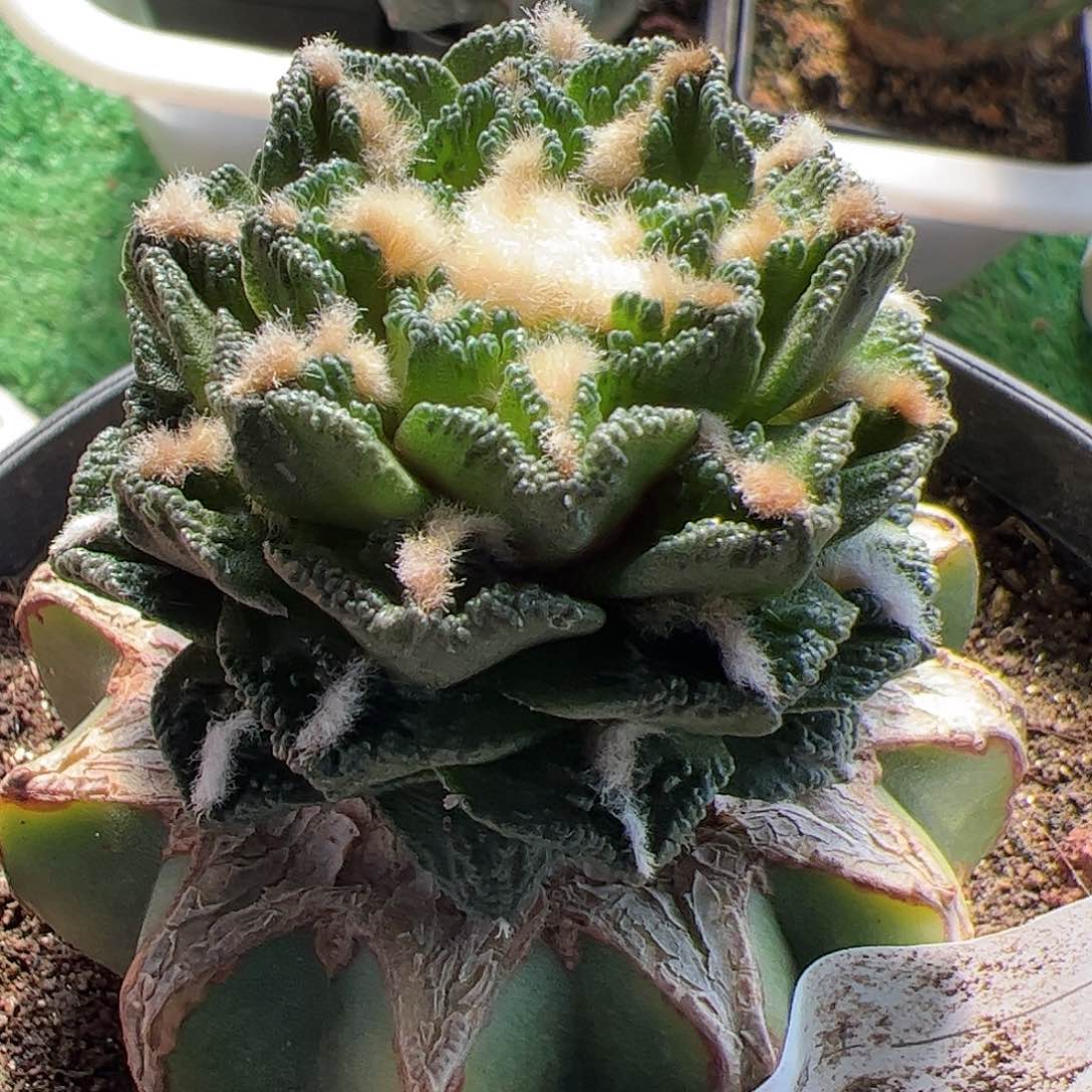 勃氏辛顿牡丹223