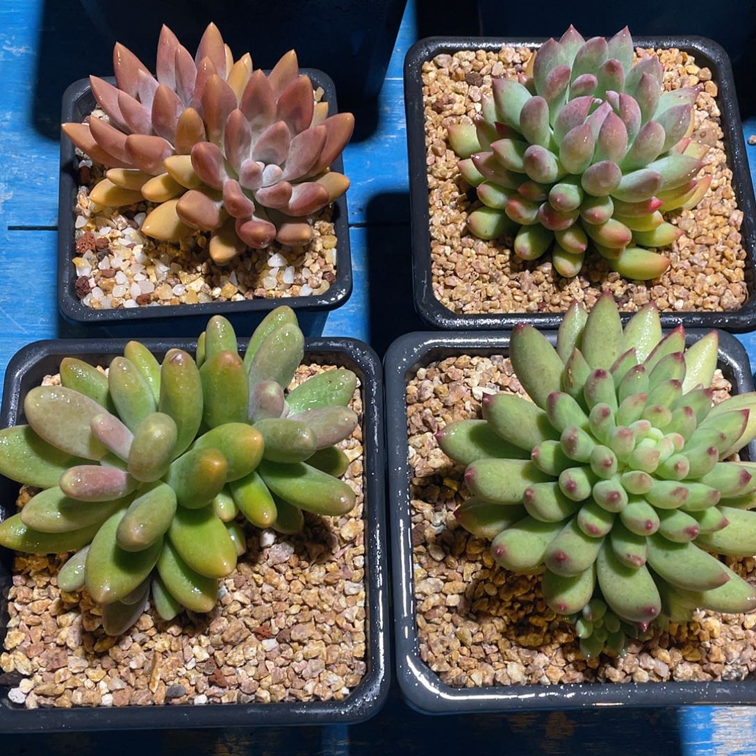 多肉植物4颗脱土包邮