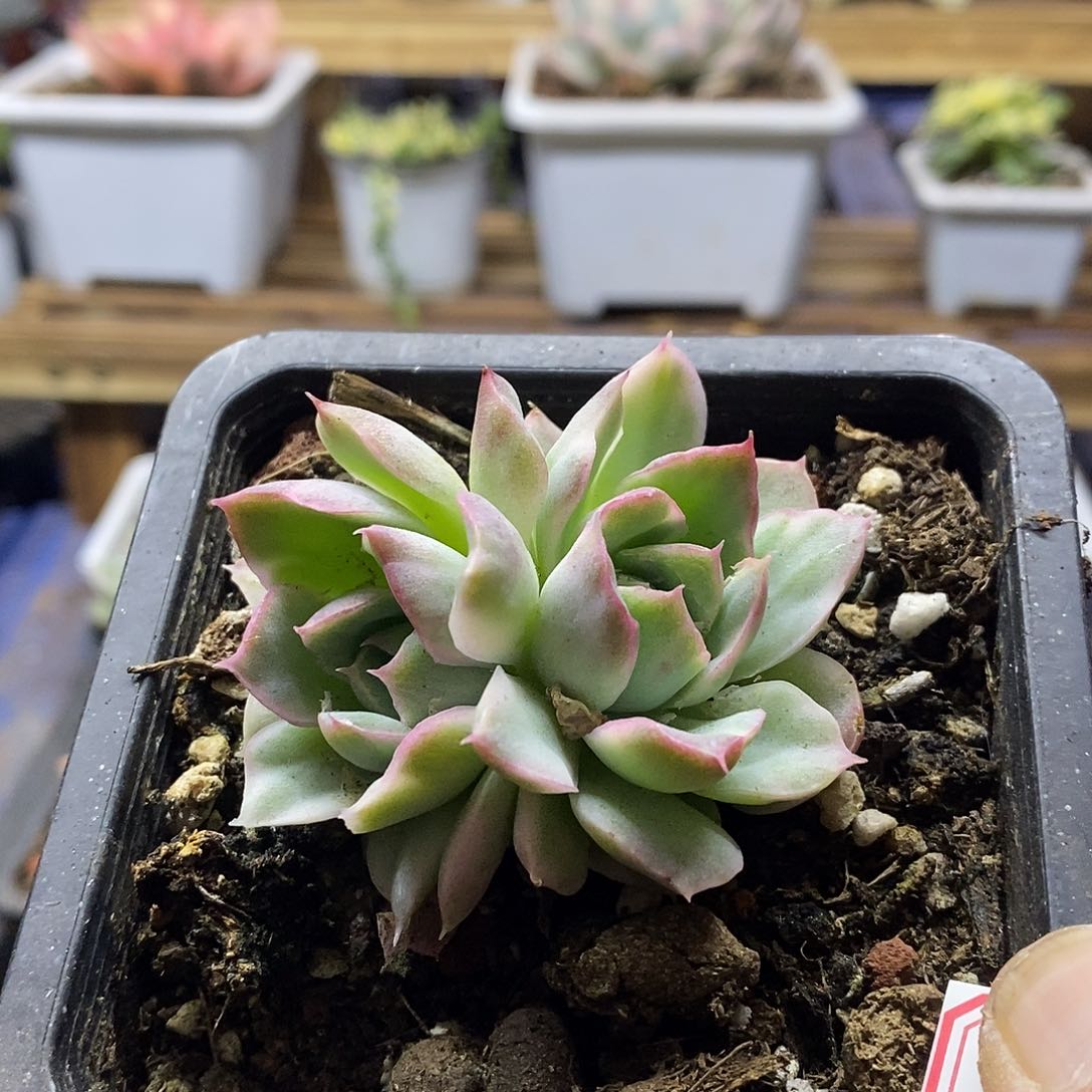 1709 不知名锦双头