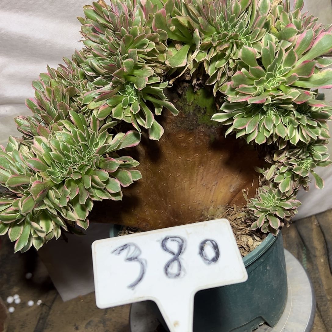 多肉植物女神缀花380