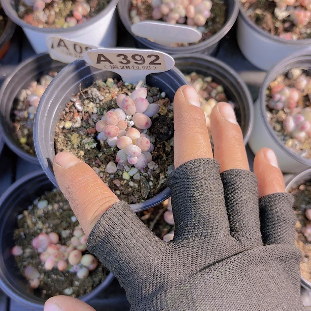 A392萤火虫一物一拍