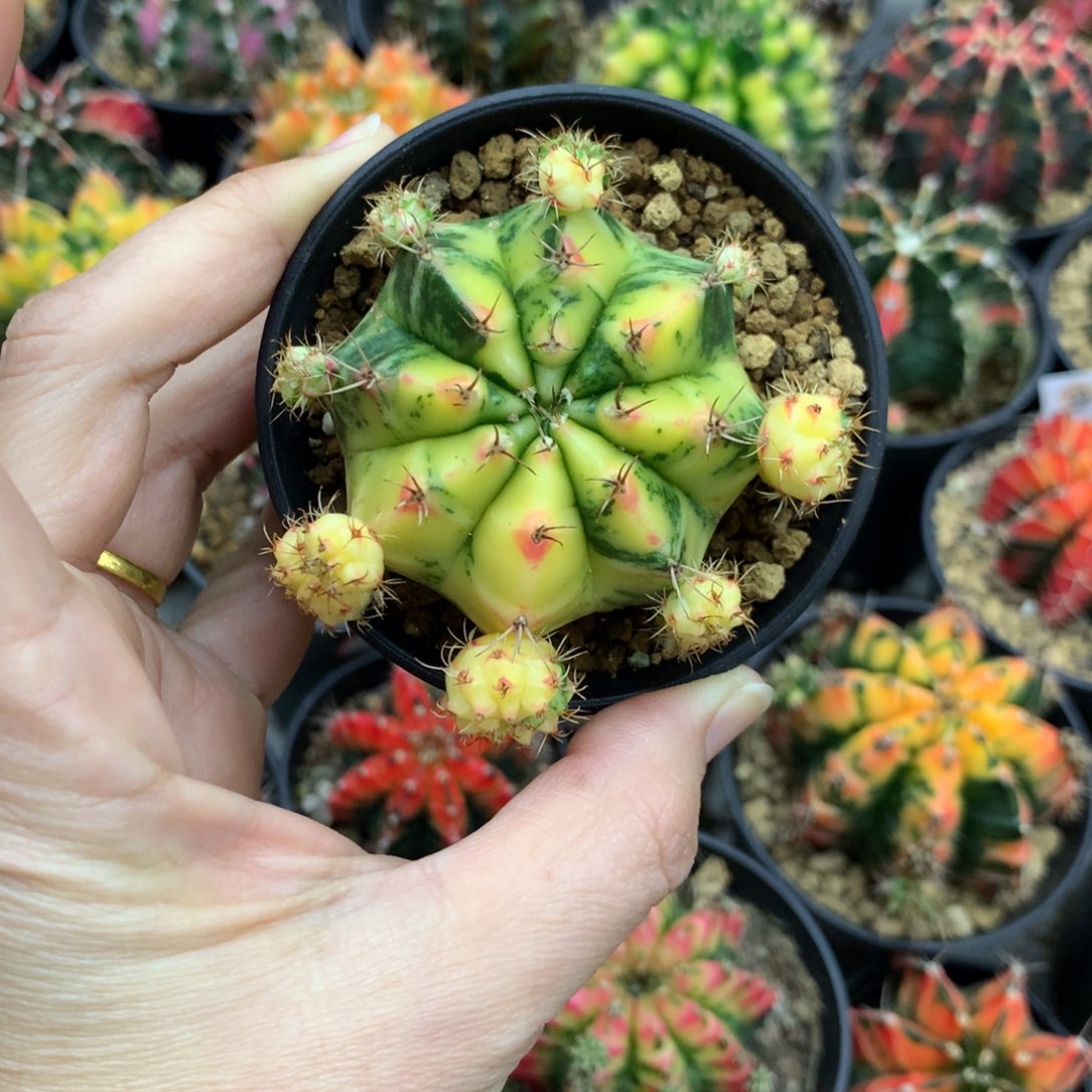 仙人球米哈牡丹锦