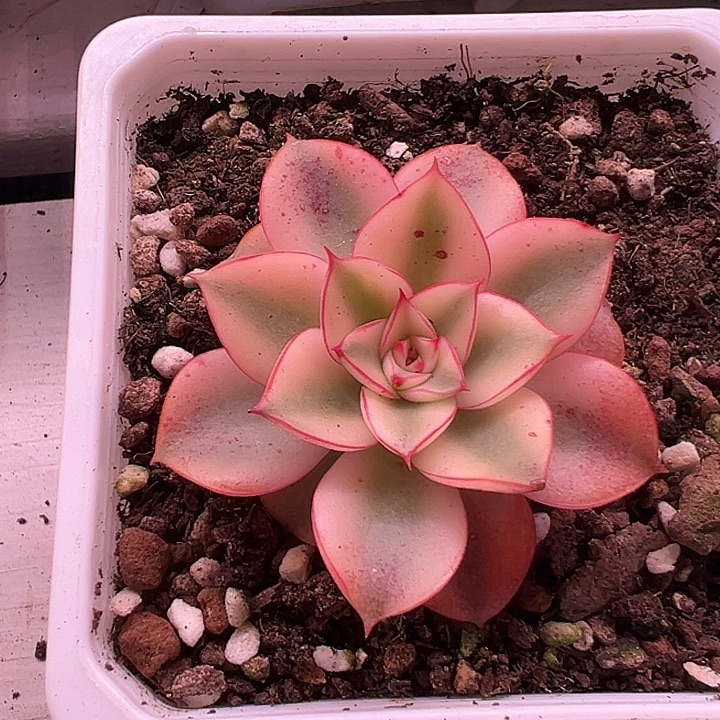 斗牛士锦多肉植物