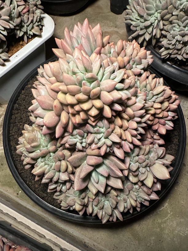 程成多肉植物粉黛缀化