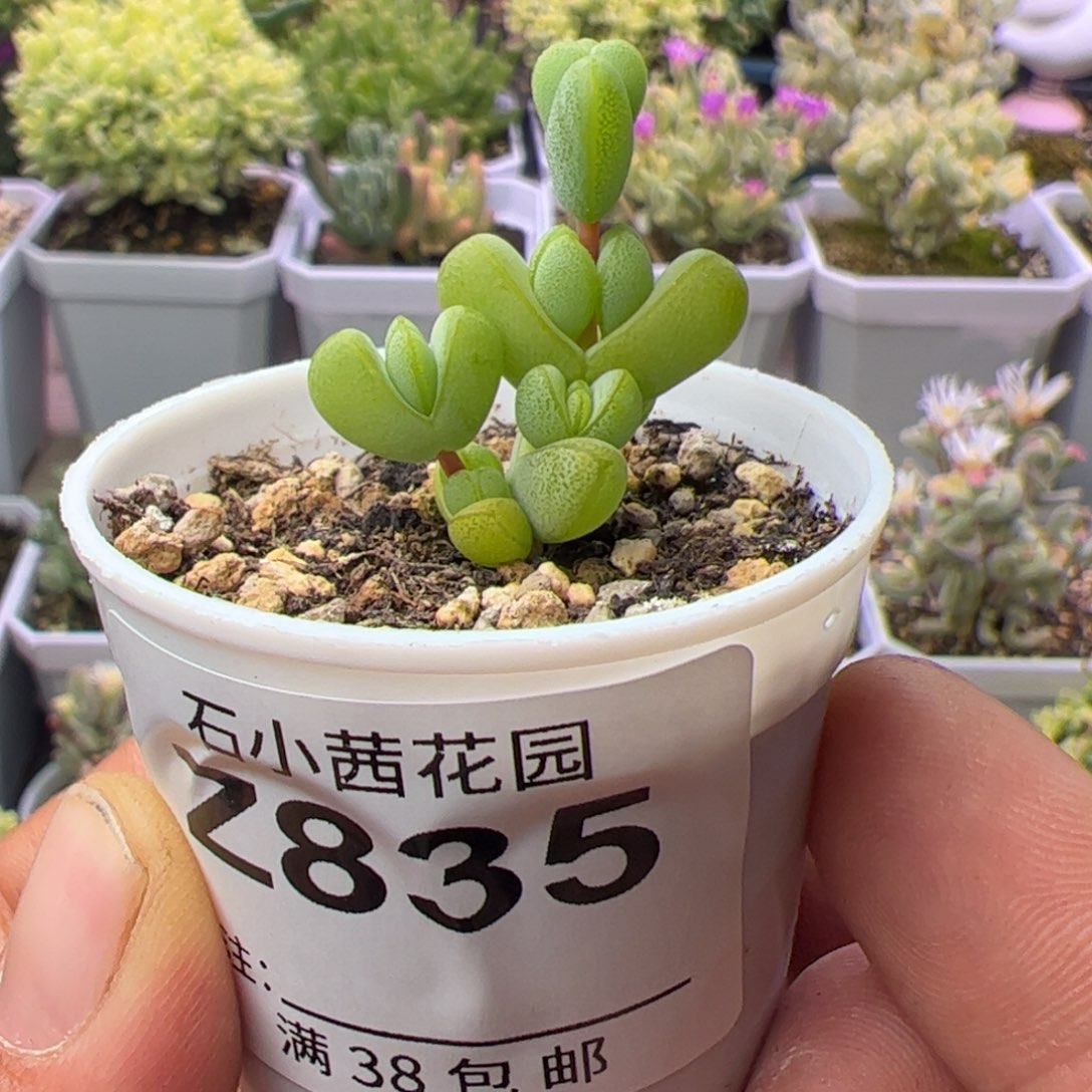 多肉植物枝干元宝