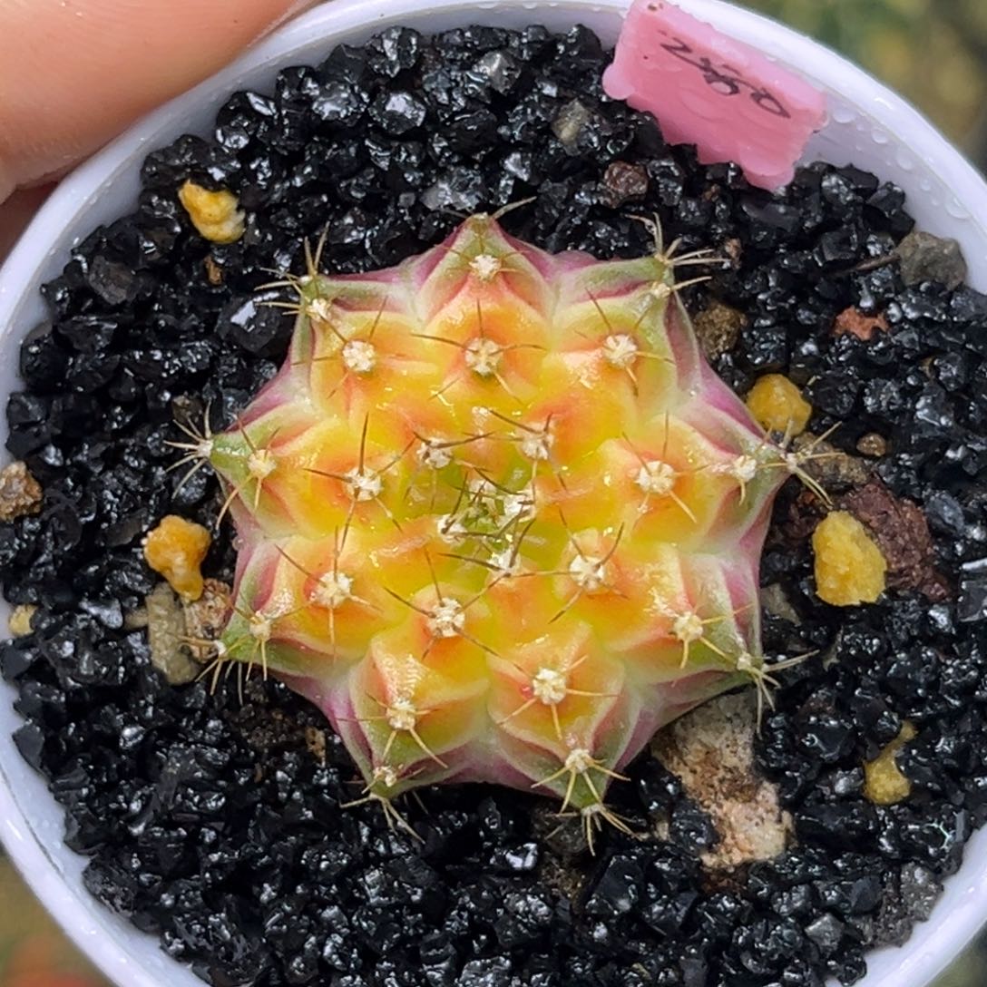 280泰系轮回 带盆土发货