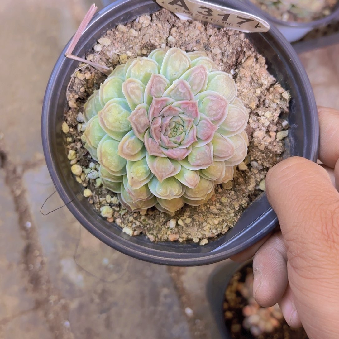 A317留财一物一拍多肉