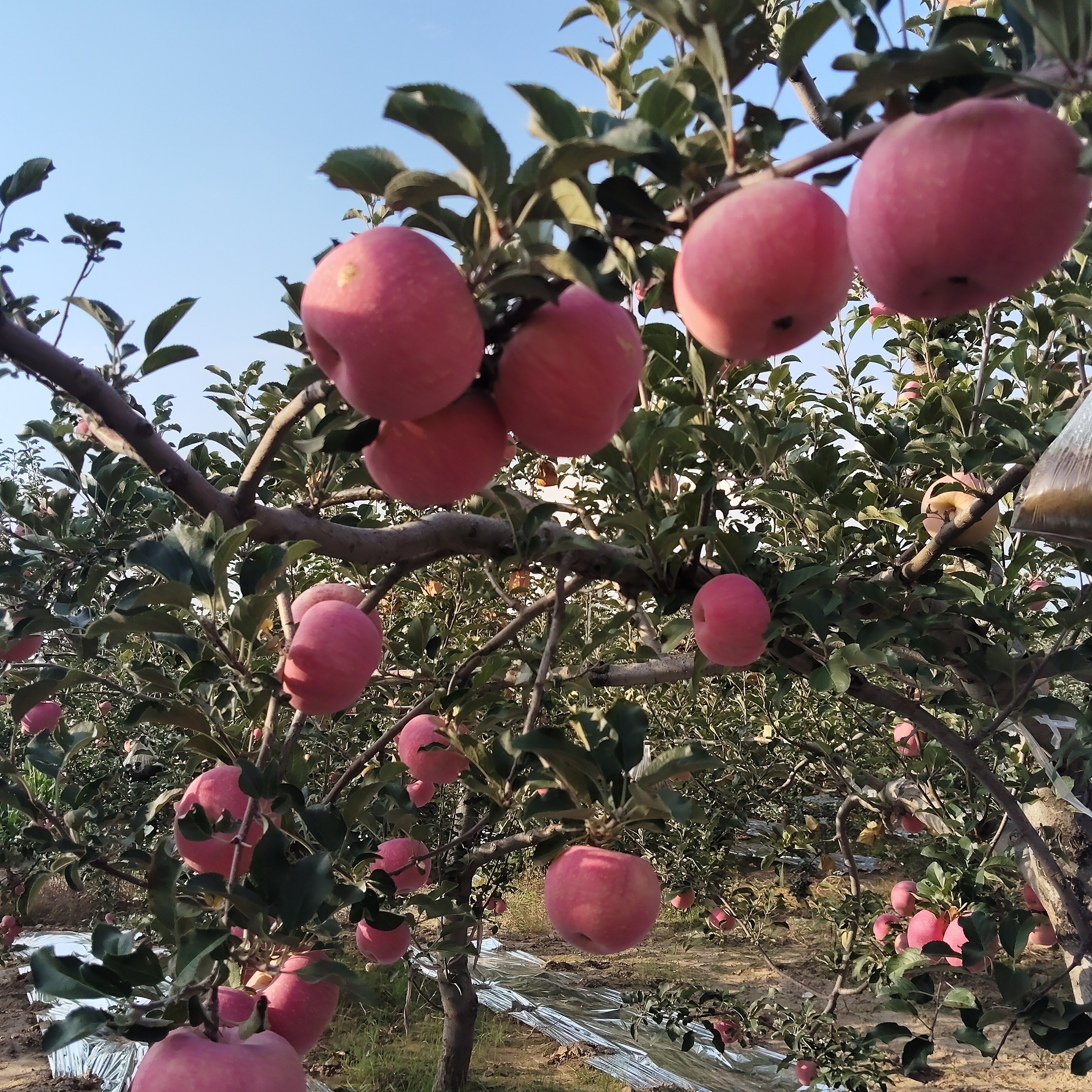 【510795】隰县寨子红富士苹果新鲜脆甜多汁12颗/15颗/（16-18）颗装