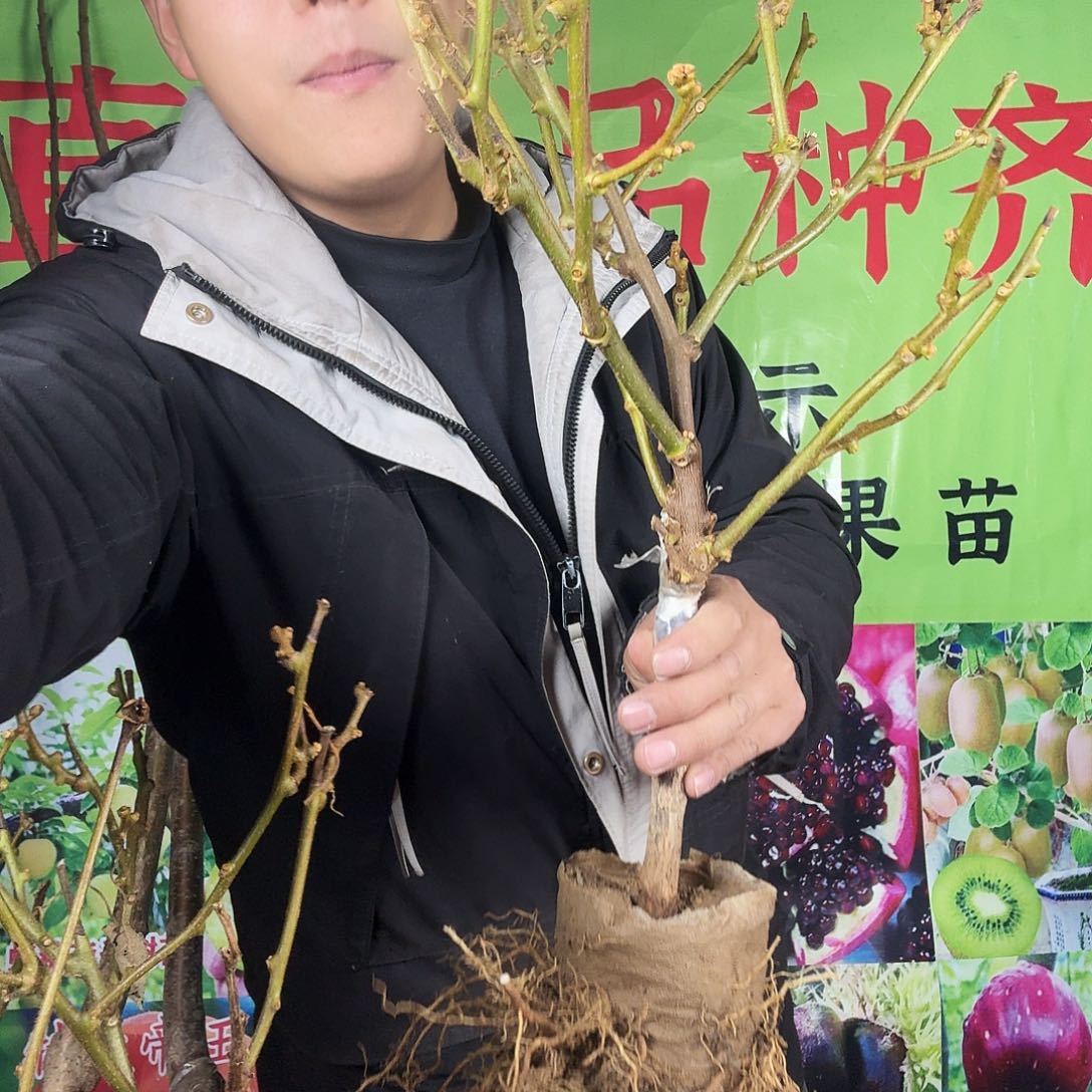 一物一拍，猕猴桃树苗