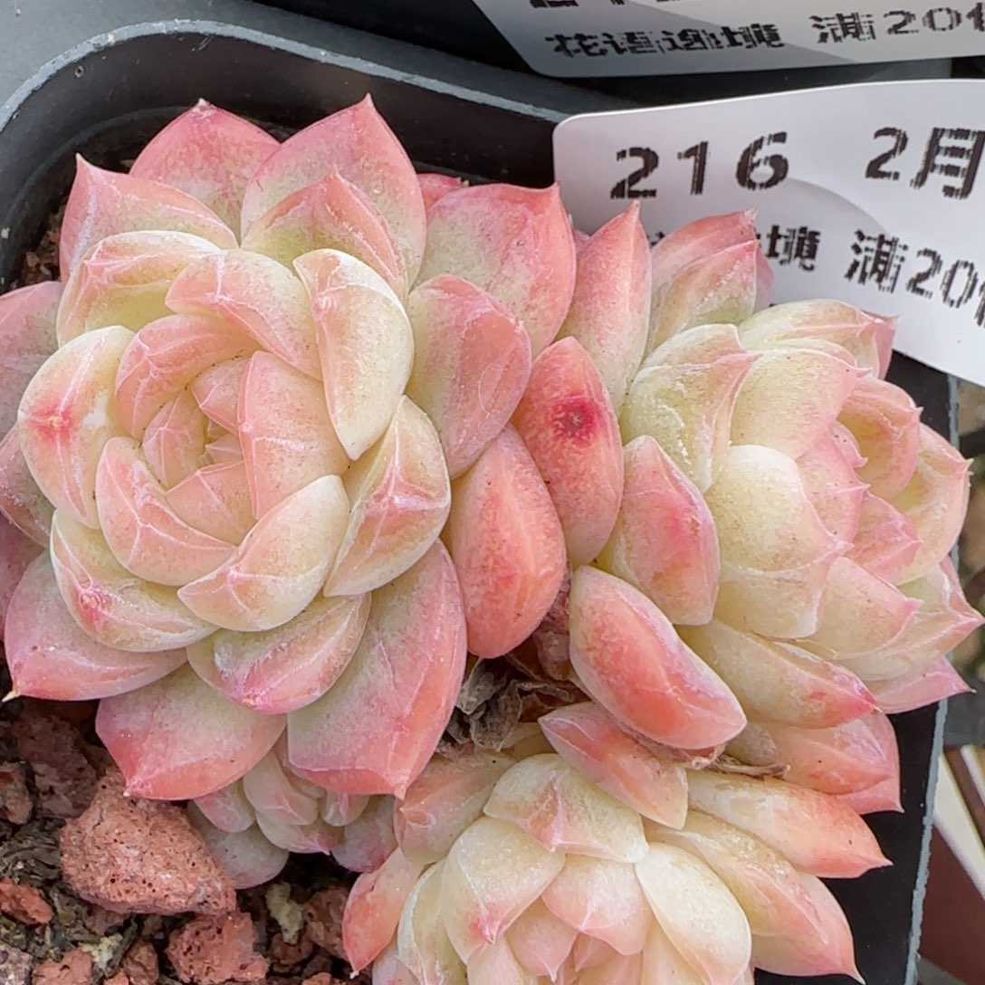 花语逸境0210-216