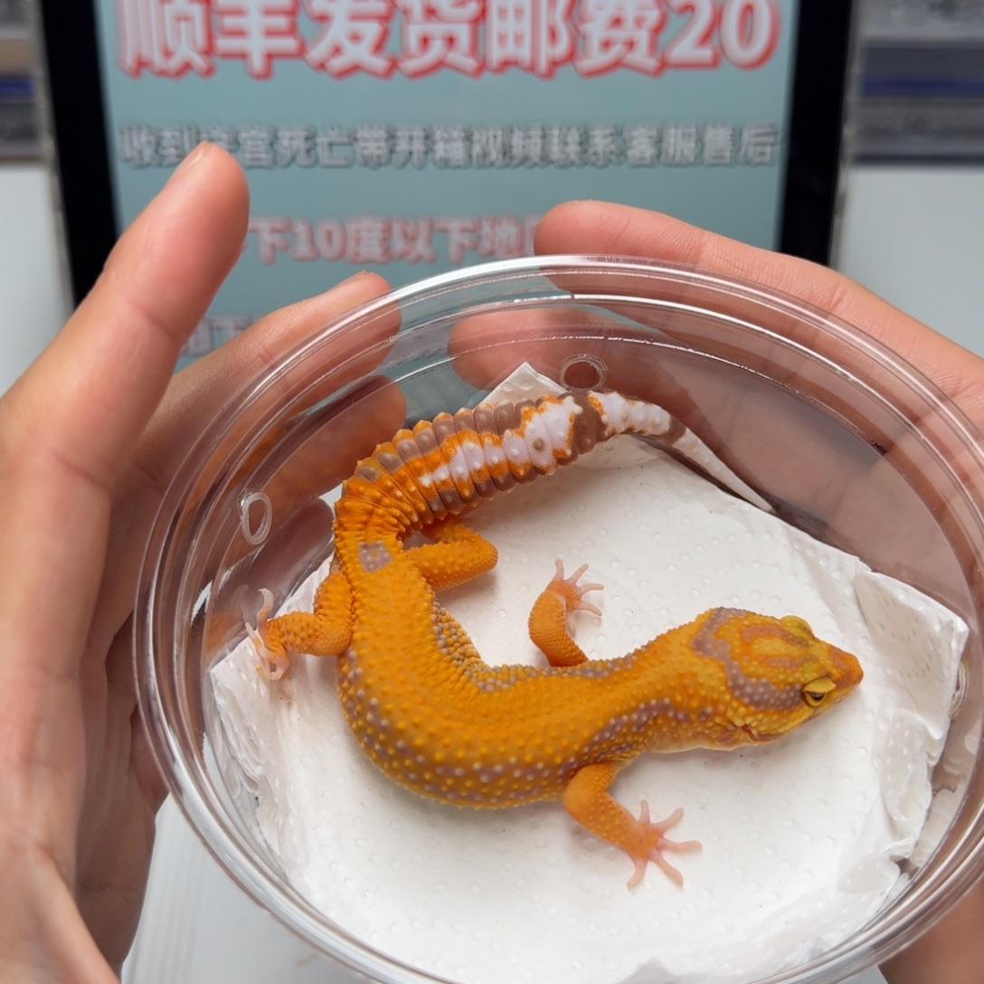 豹纹守宫雨水暴龙