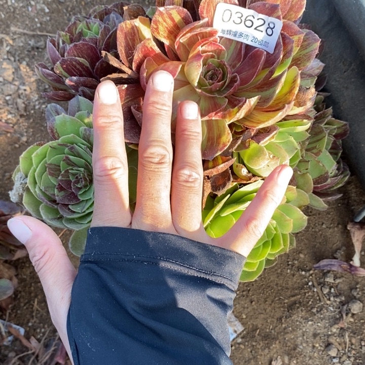 03538花月夜多肉之徒