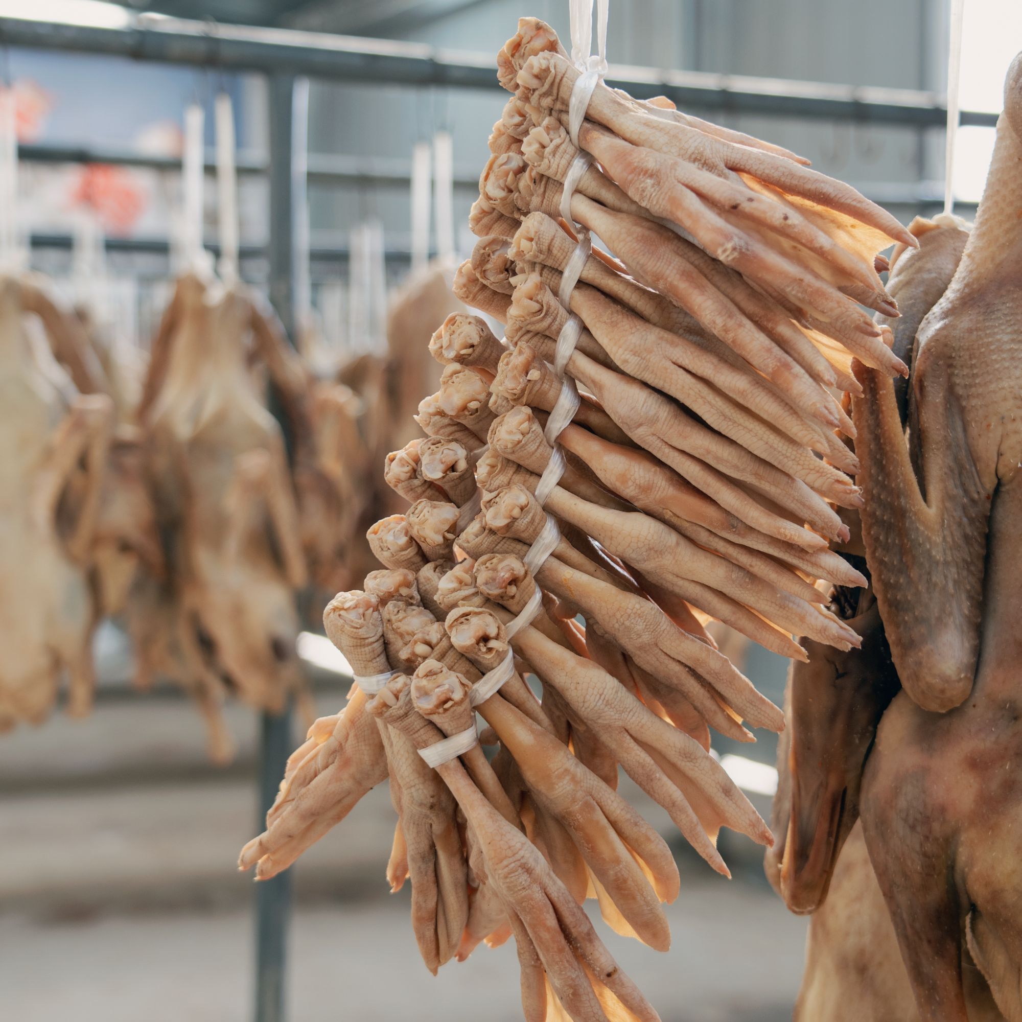 皖西大白鹅两年老鹅鹅爪自家晾晒