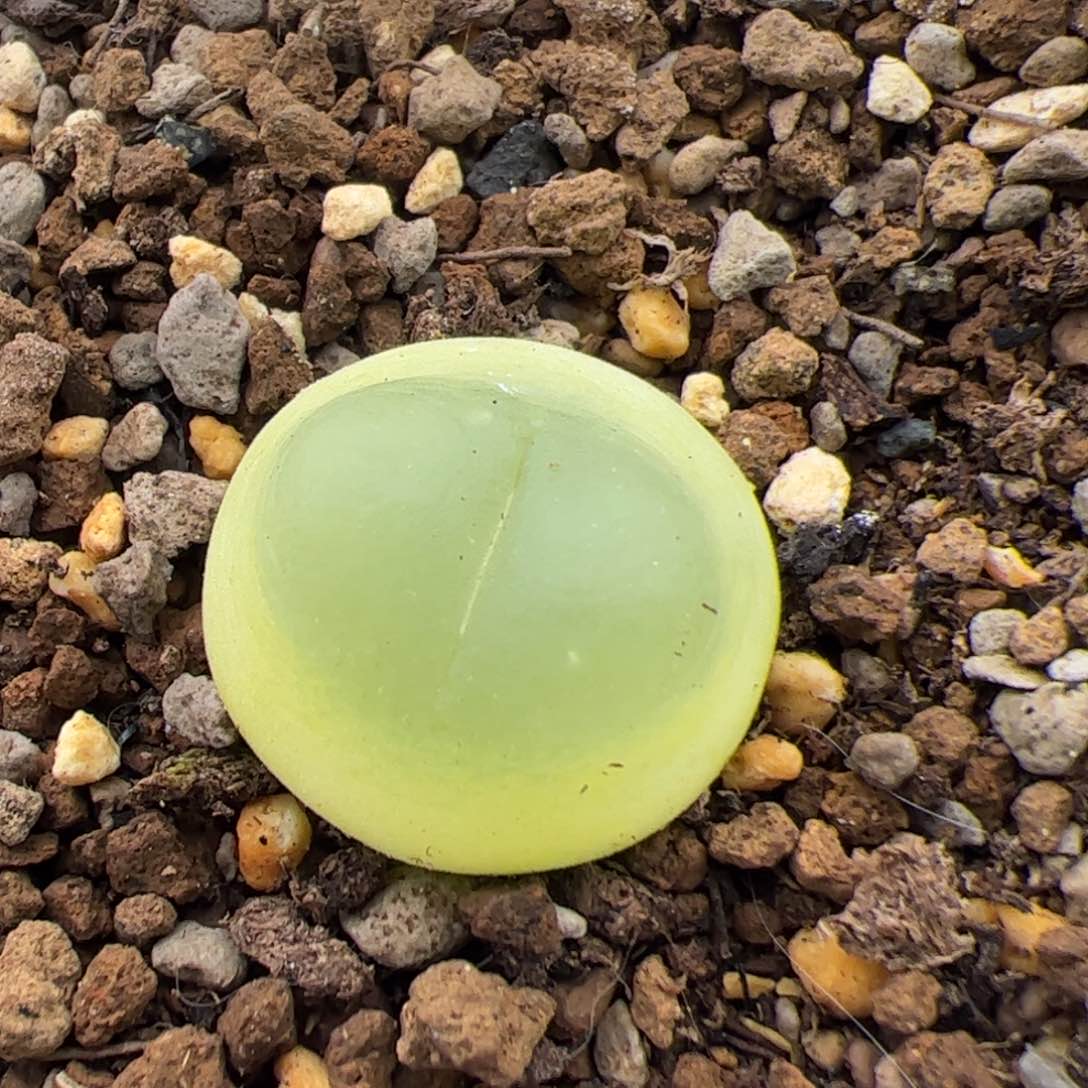 0235号拉登 多肉植物