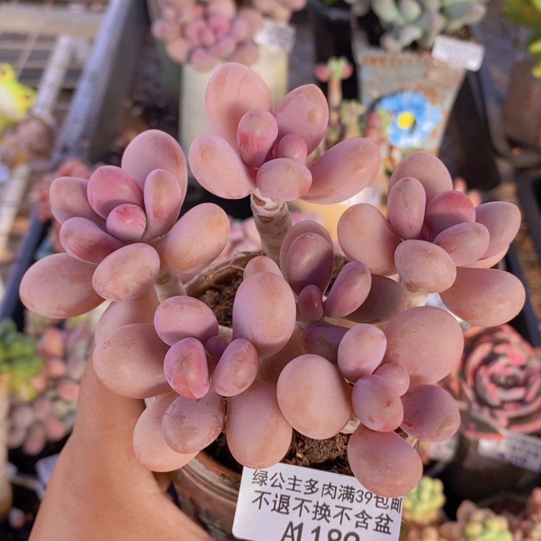 糖果桃蛋老桩11cm189多肉植物