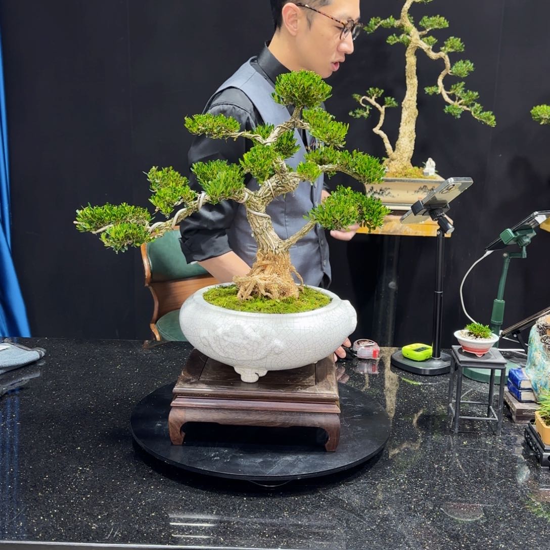 黄杨室内室外盆景艺术