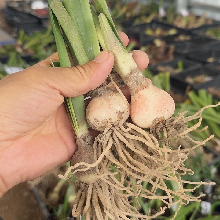 粉红海盗朱顶红一棵3.5左右