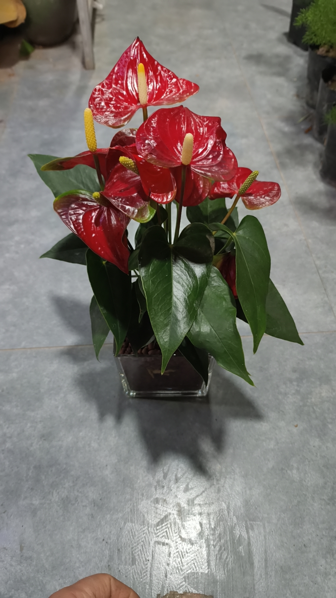 高端红掌盆栽室内绿植客厅花卉懒人植物四季开花
