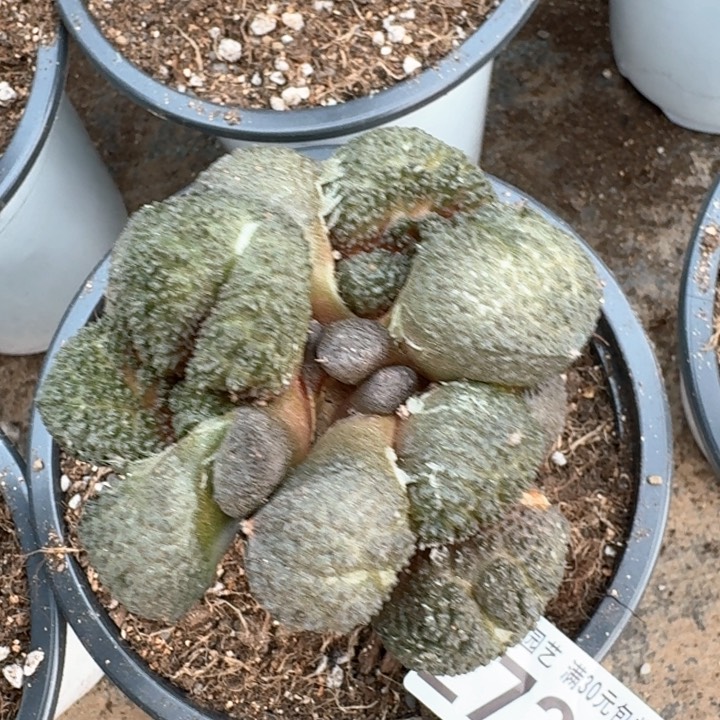 我****2739大炮弹尤哥斯拉牡丹仙人球