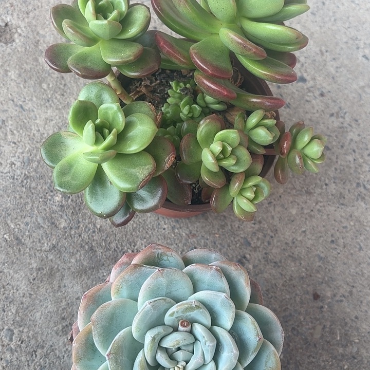 聚宝盆 单头冰玉多肉