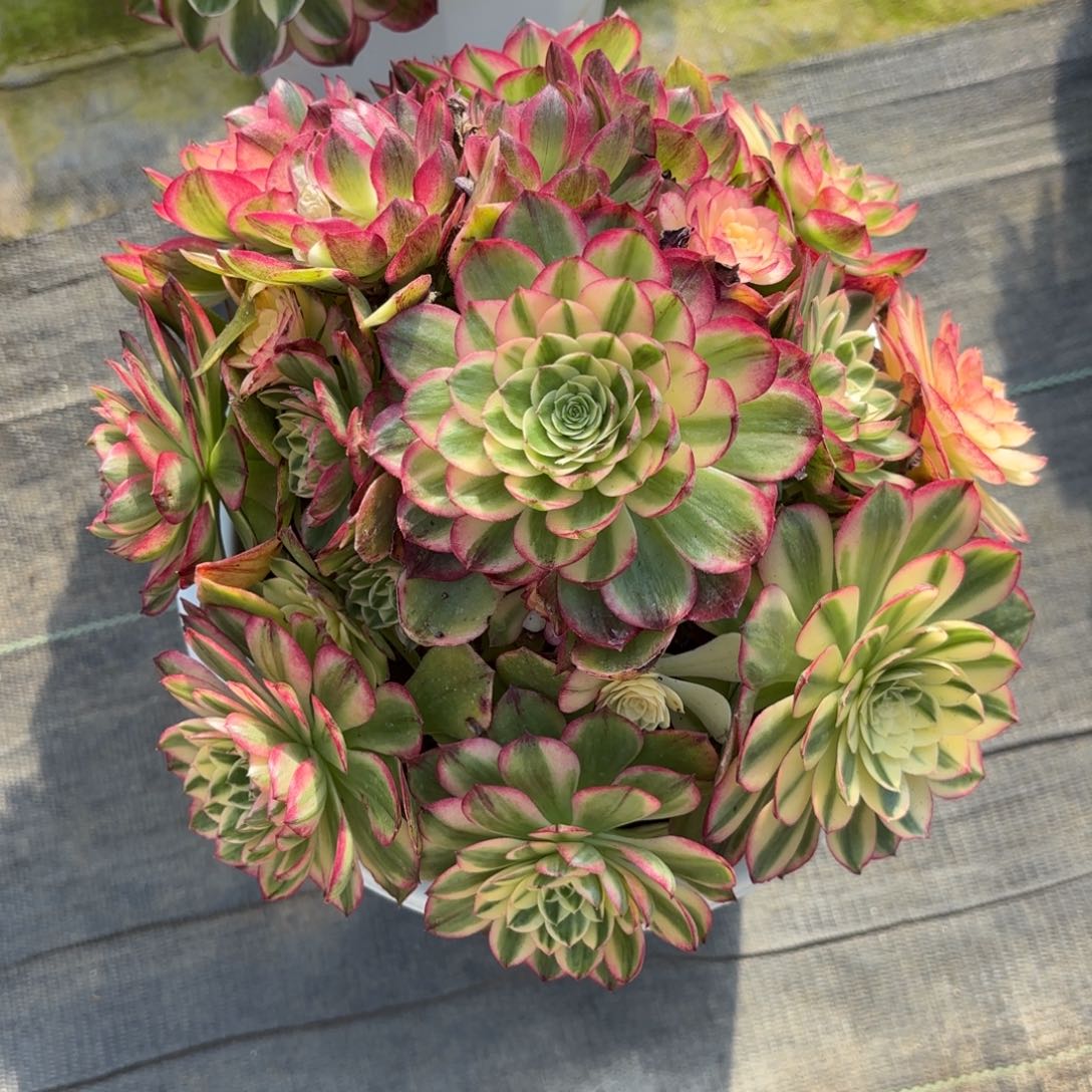 花好月又圆202509