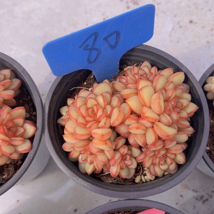 健健康康平平安安