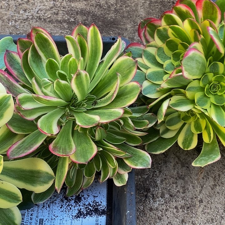 海王法师加奶白法师多肉