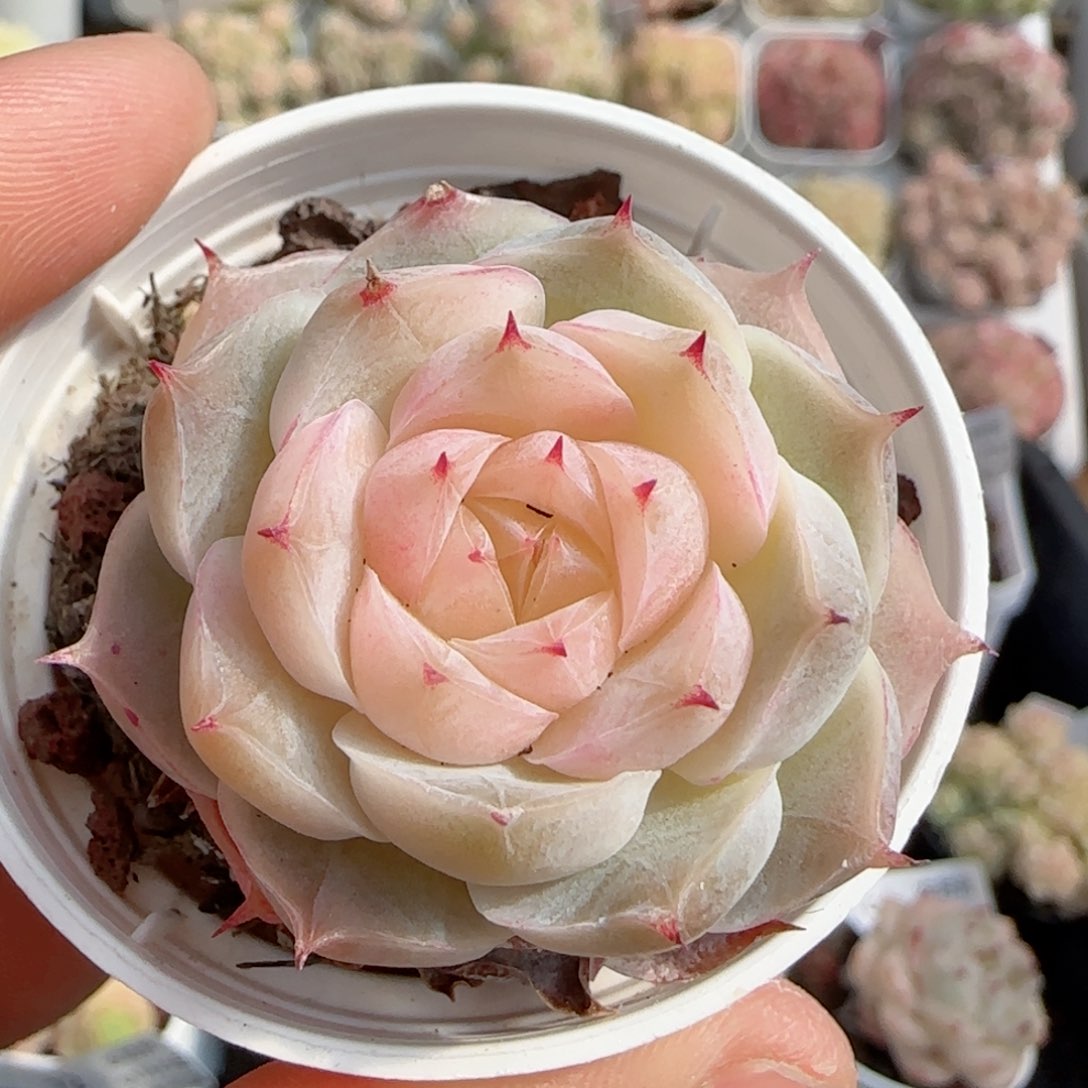 【闪购商品】0125-76小魔仙