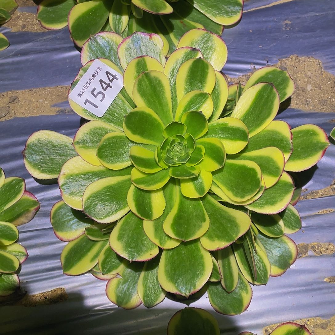 1544万圣节奶白多肉植物