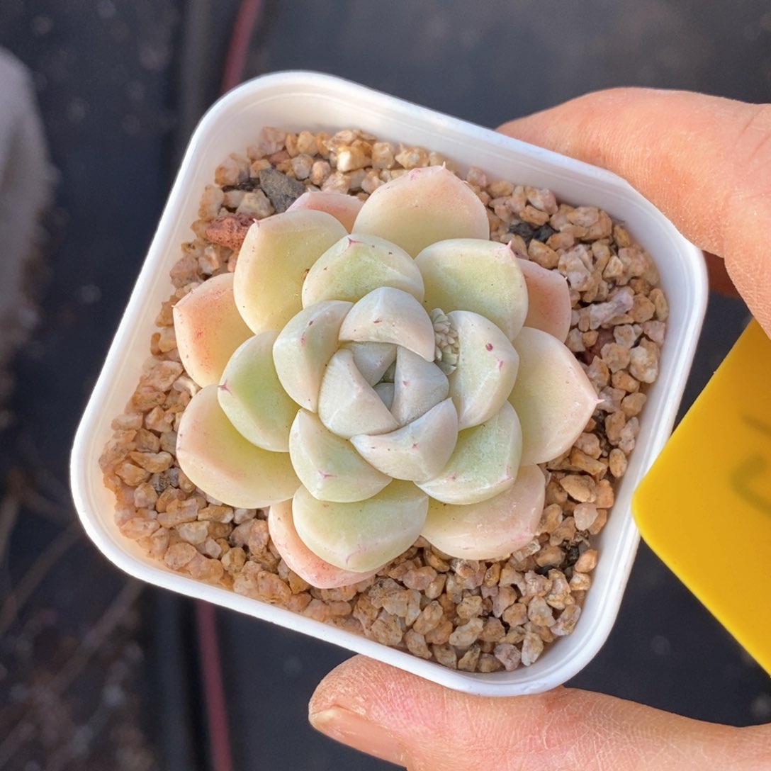 精品多肉一物一拍不包整67