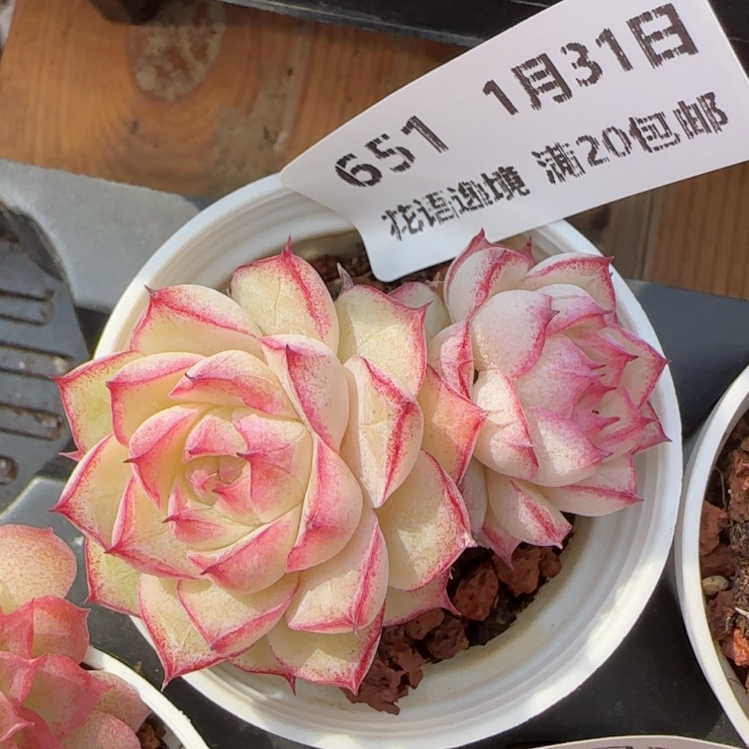 花语逸镜0131-651