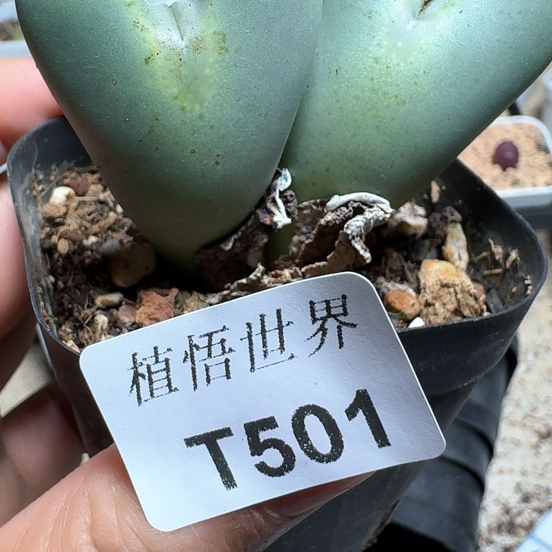 501号多肉植物哇c g