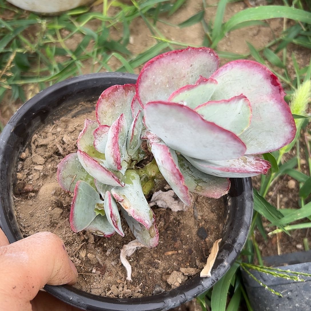 亲呃我摸摸摸摸摸摸哦